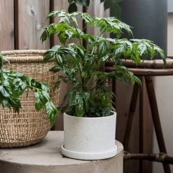 Blumentopf/Teller Polystone Klein Weiß 11 Blumentopf/Teller Polystone Klein Weiß -Heimtextilien Geschäft 373541 14815