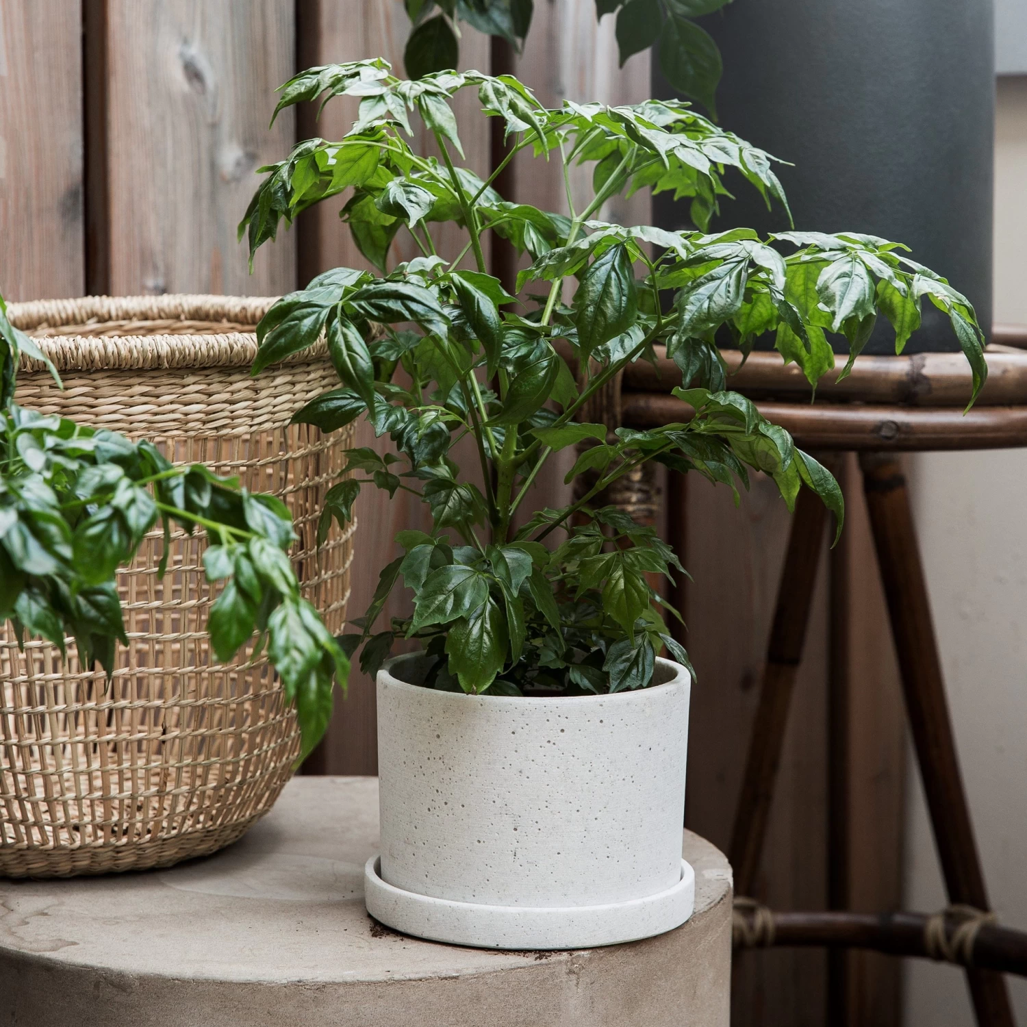 Blumentopf/Teller Polystone Klein Weiß 6 Blumentopf/Teller Polystone Klein Weiß – Bild 4