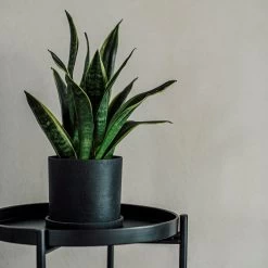 Blumentopf/Teller Polystone Mittel Schwarz -Heimtextilien Geschäft 373917 28306 1