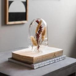 Pflanzenkuppel Glas Klein -Heimtextilien Geschäft 375457 21323