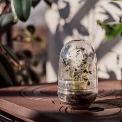 Pflanzenkuppel Glas Klein -Heimtextilien Geschäft 375457 25202