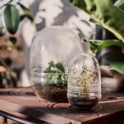 Pflanzenkuppel Glas Klein -Heimtextilien Geschäft 375457 25203