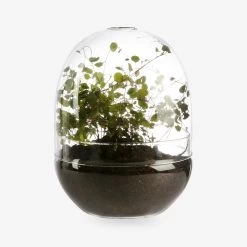 Pflanzenkuppel Glas Groß