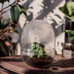 Pflanzenkuppel Glas Groß -Heimtextilien Geschäft 375458 25204