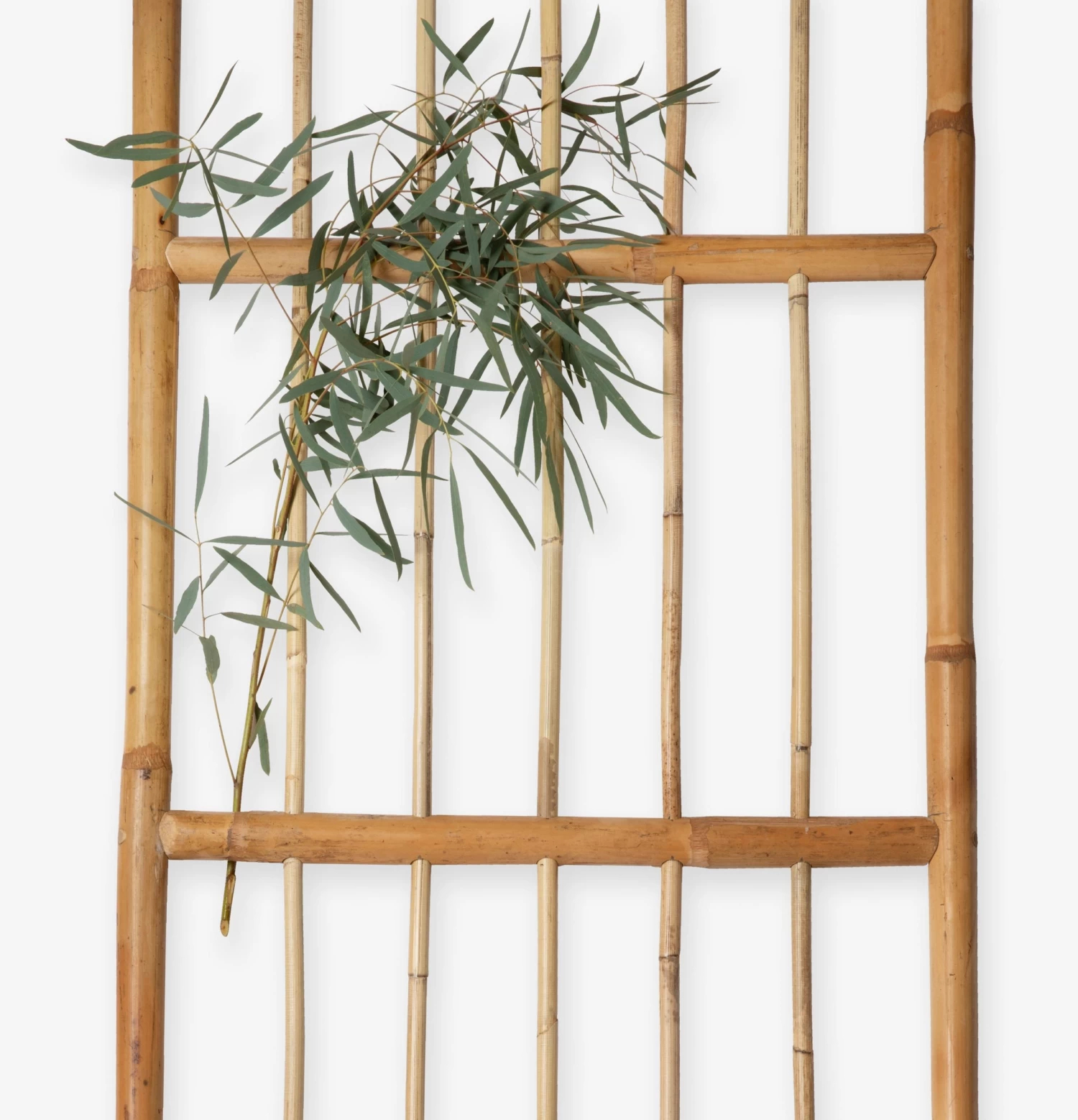 Spalier Rattan 5 Spalier Rattan – Bild 3