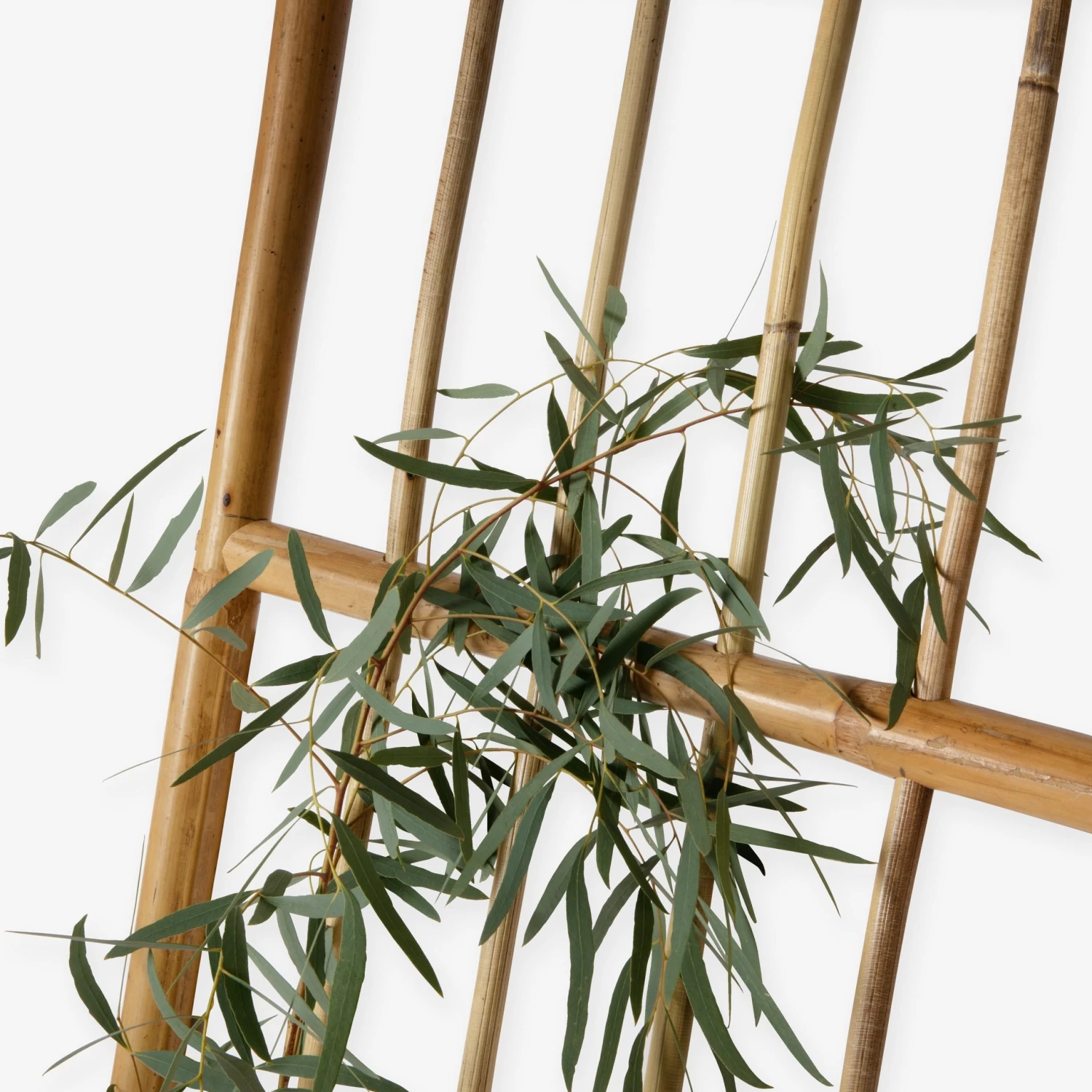 Spalier Rattan 6 Spalier Rattan – Bild 4