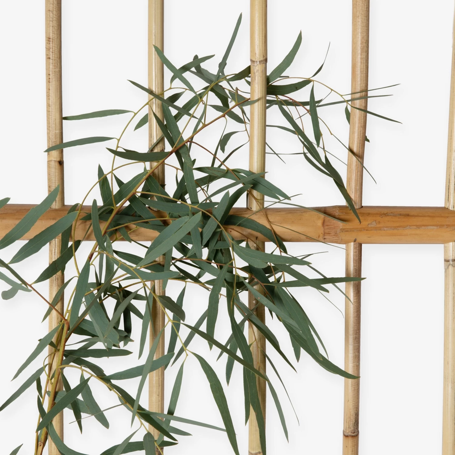 Spalier Rattan 8 Spalier Rattan – Bild 6