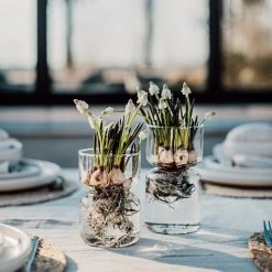 Hyazinthenvase Glatt Klarglas Groß -Heimtextilien Geschäft 376213 33792 1