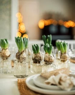 Hyazinthenvase Glatt Klarglas Klein -Heimtextilien Geschäft 376214 36917