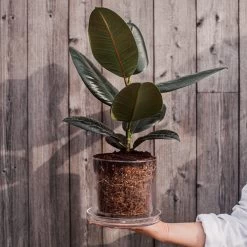 Blumentopf/Untersetzer Glaszylinder Groß -Heimtextilien Geschäft 376353 25221 1