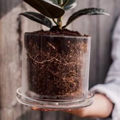 Blumentopf/Untersetzer Glaszylinder Groß -Heimtextilien Geschäft 376353 25222