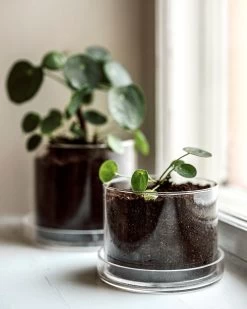 Blumentopf/Untersetzer Glaszylinder Groß -Heimtextilien Geschäft 376353 38954