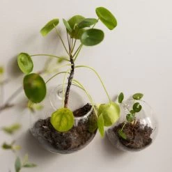 Vase Wand Groß -Heimtextilien Geschäft 376359 23970