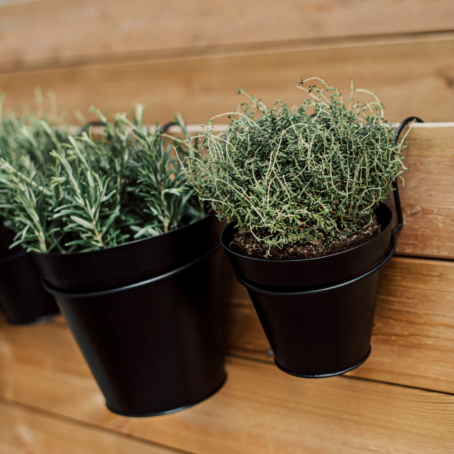 Blumentopf Metall Ø 15 Cm Schwarz 7 Blumentopf Metall Ø 15 Cm Schwarz – Bild 5