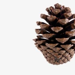 Zapfen Dekoration Groß -Heimtextilien Geschäft 401322 29261