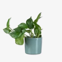 Pot Glazed 15cm Eucalyptus