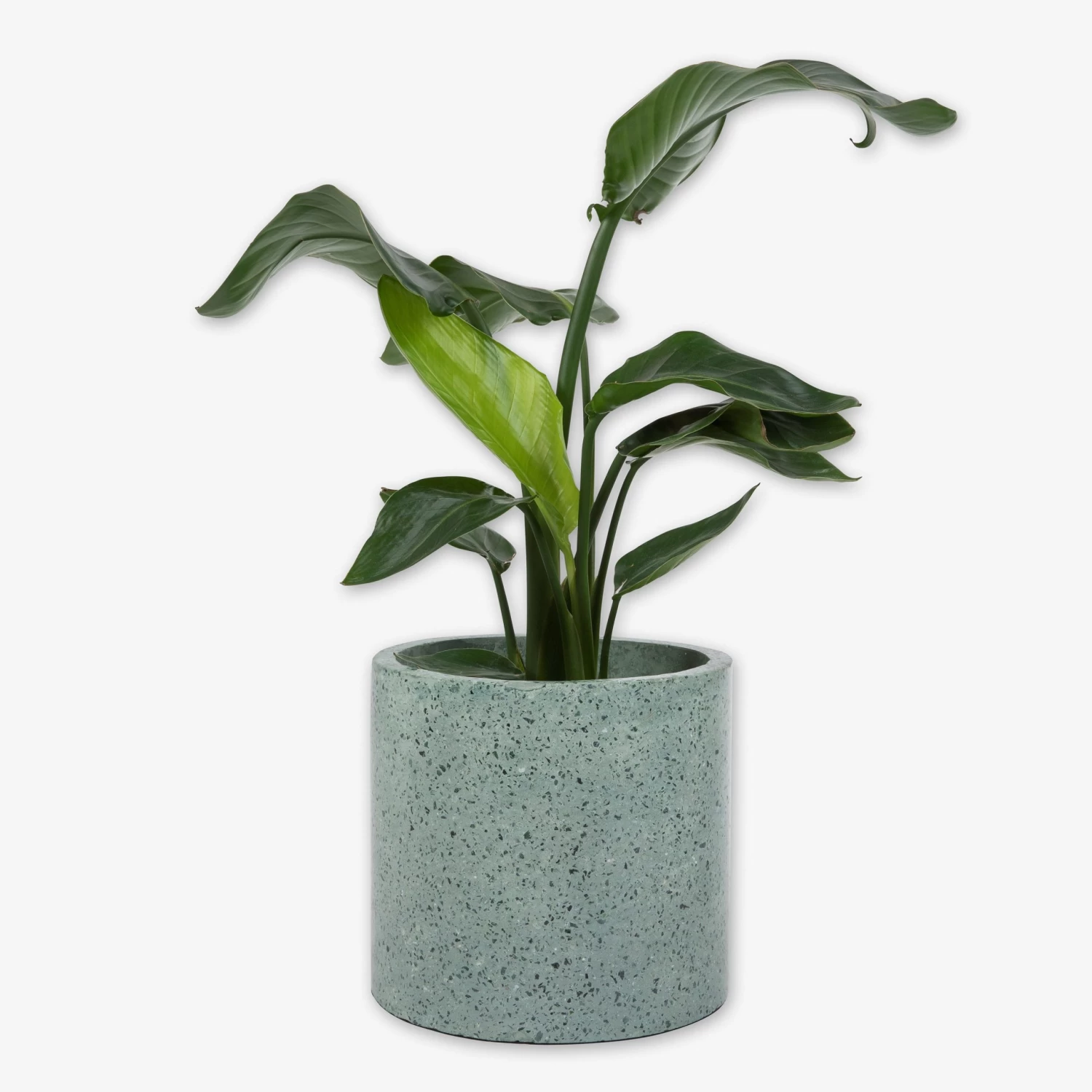 Pot Cement Terrazzo Ø27 Eucalyptus 6 Pot Cement Terrazzo Ø27 Eucalyptus – Bild 4