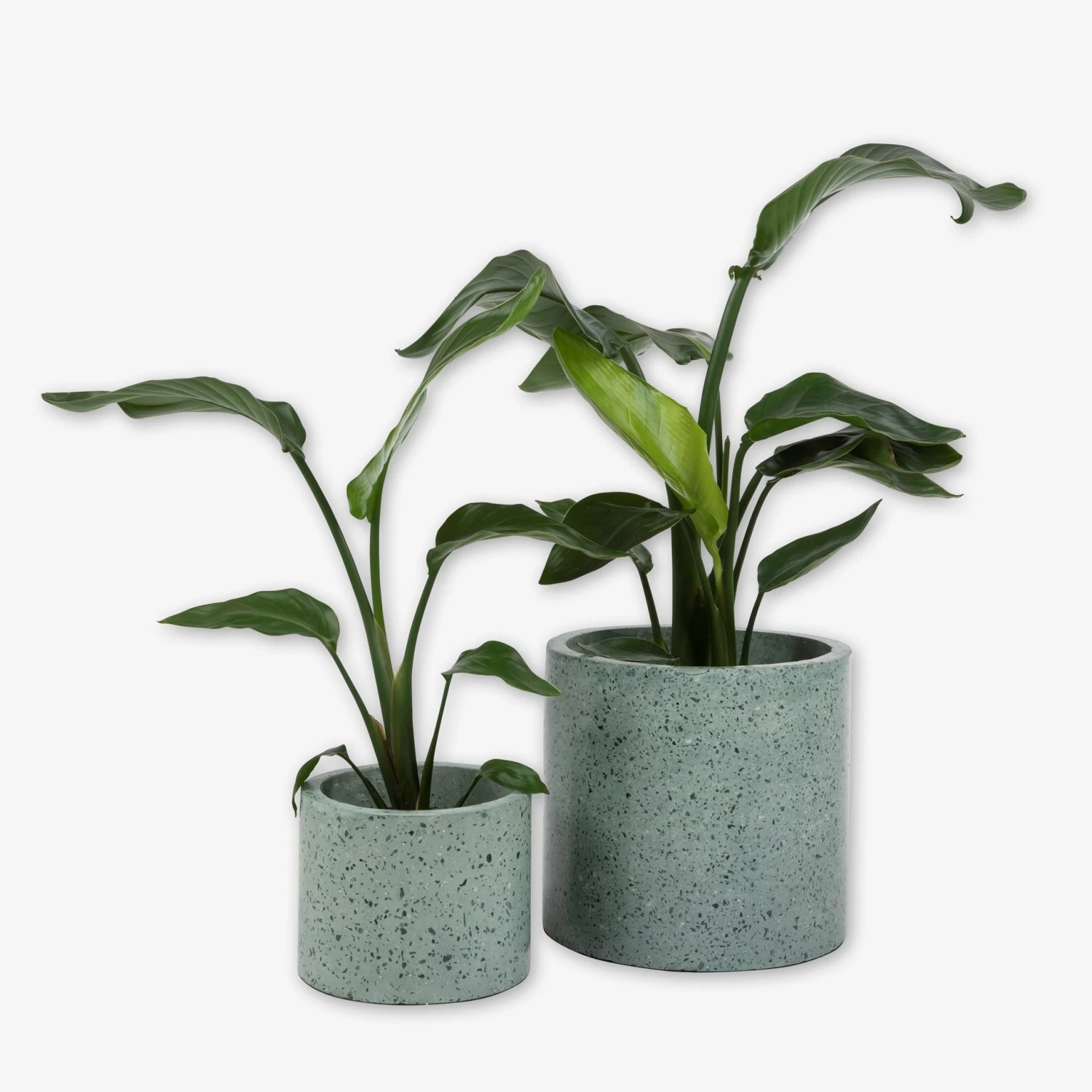 Pot Cement Terrazzo Ø27 Eucalyptus 7 Pot Cement Terrazzo Ø27 Eucalyptus – Bild 5