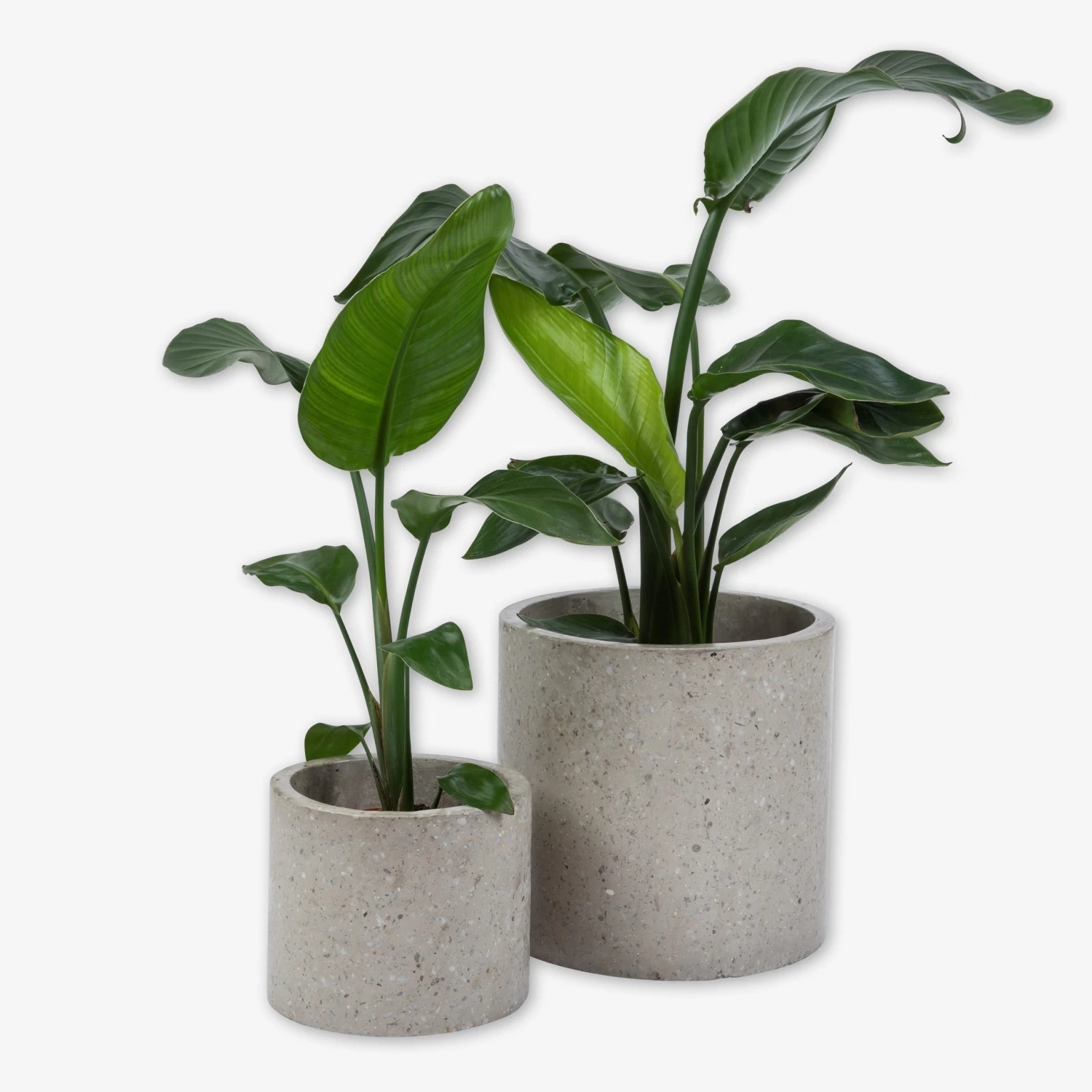 Pot Cement Terrazzo Ø19 Sand 6 Pot Cement Terrazzo Ø19 Sand – Bild 4