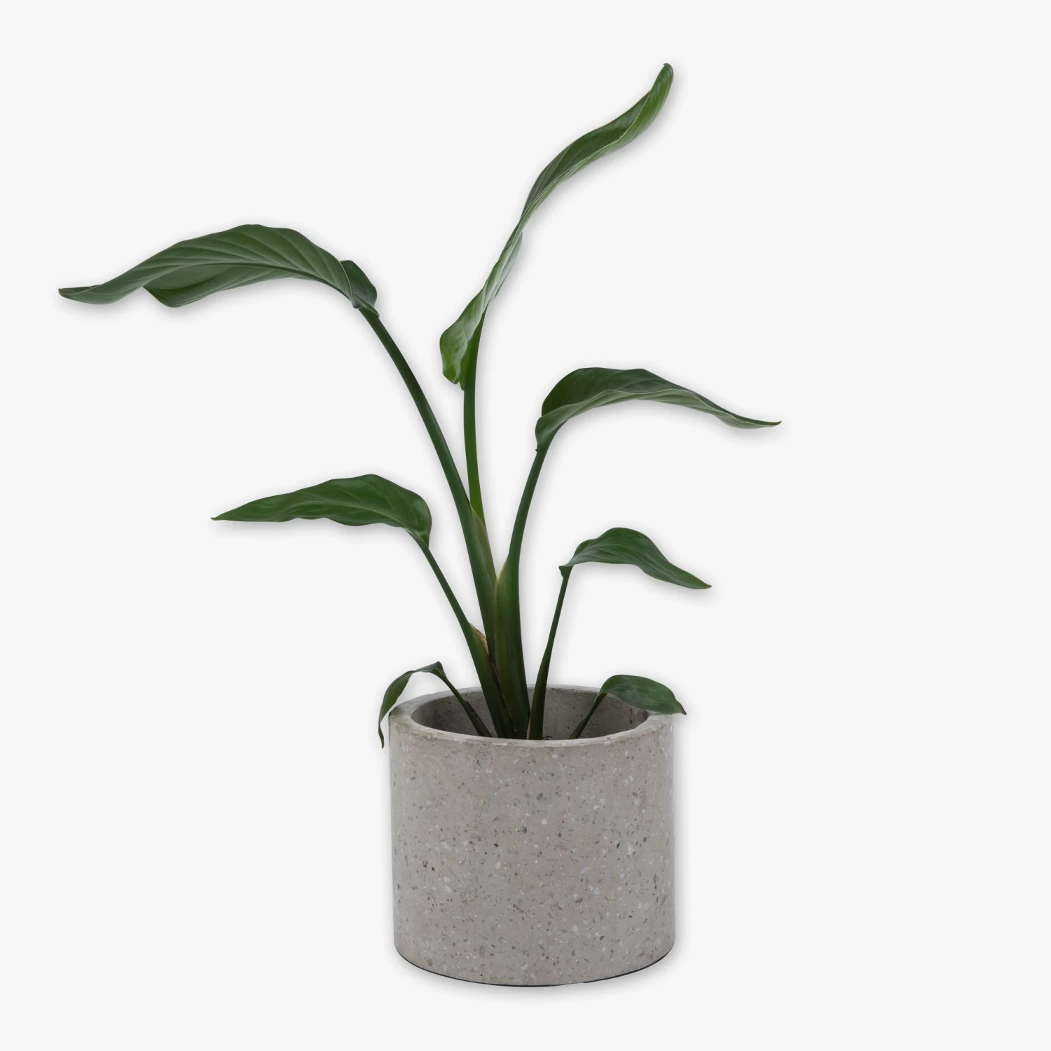 Pot Cement Terrazzo Ø19 Sand 5 Pot Cement Terrazzo Ø19 Sand – Bild 3