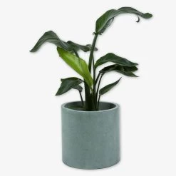 Pot Cement Ø27 Eucalyptus -Heimtextilien Geschäft 401502 31886