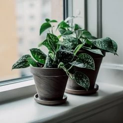 Blumentopf Terrakotta Grau Ø 18 Cm -Heimtextilien Geschäft 401509 31155