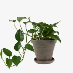 Untersetzer Terrakotta Grau Ø 14,5 Cm -Heimtextilien Geschäft 401511 30869