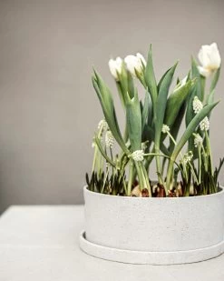 Topf/Untersetzer Polystone Niedrig Breit Weiß -Heimtextilien Geschäft 402600 38667