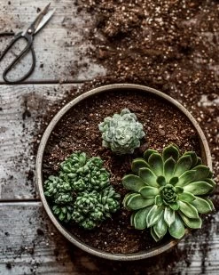 Topf/Untersetzer Polystone Niedrig Breit Grün -Heimtextilien Geschäft 402601 38523
