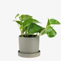 Topf/Schale Steingut 15 Cm Grün