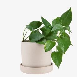 Topf/Schale Steingut 19 Cm Beige