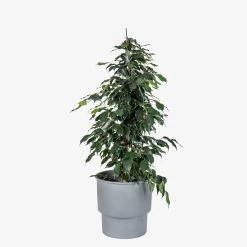 Leichter Metalltopf 28 Cm Grau -Heimtextilien Geschäft 402729 38763